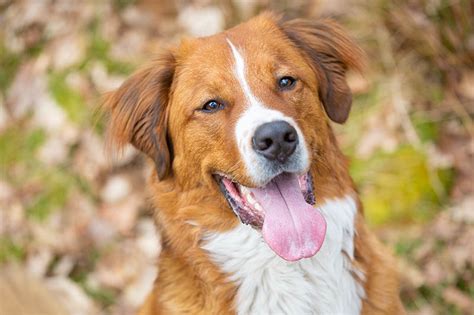 labernard|Labernard (Labrador & St. Bernard Mix): Info, Pictures, Facts